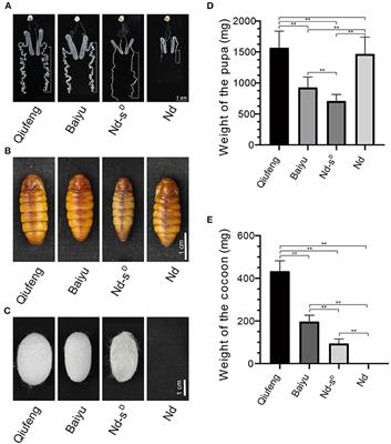 Comparative mRNA and LncRNA Analysis of the Molecular Mechanisms Associated With Low Silk Production in Bombyx mori